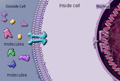Cell.membranes.png