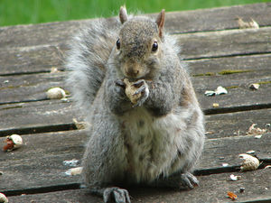 Squirrel.eating.peanuts.jpg